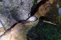 Exemplar de náiade atrapado entre as pedras, morto pola baixada do nivel da canle